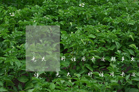 光大銀行信用卡逾期多久上報(bào)征信-光大銀行信用卡逾期多久上報(bào)征信中心