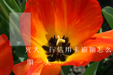 光大銀行信用卡逾期怎么開庭(光大信用卡 逾期一天)