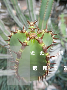 光大銀行信用卡逾期計(jì)算(光大銀行信用卡逾期計(jì)算時(shí)間)
