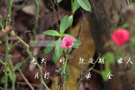 光大銀行貸款逾期對家人(光大銀行逾期半個月打電話說必須全額還款)