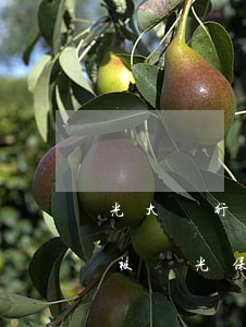 光大銀行貸款逾期補還款(光大銀行貸款逾期被陽光保險代償還)