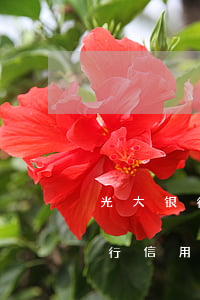 光大银行信用卡逾期20多万咋办-光大银行信用卡逾期20多万咋办啊
