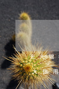 光大银行用信用卡逾期利率是多少(逾期欠光大信用卡80000)