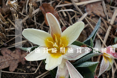 光速貸逾期(速貸金融逾期)