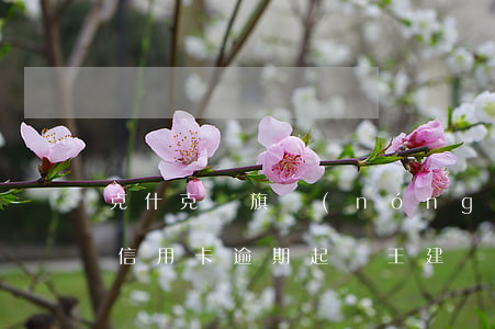 克什克騰旗農(nóng)業(yè)銀行信用卡逾期起訴王建龍-中國農(nóng)業(yè)銀行克什克騰旗支行