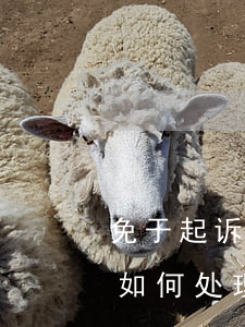 免于起诉公职人员怎么办(公务员免于起诉后如何处理)