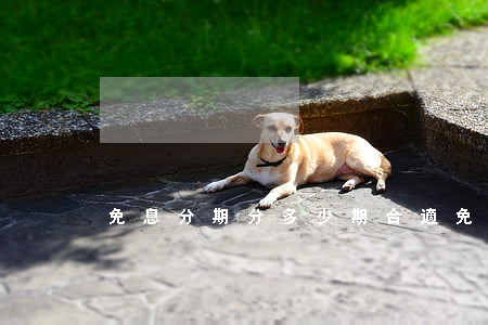 免息分期分多少期合適（免息分期什么時候用）