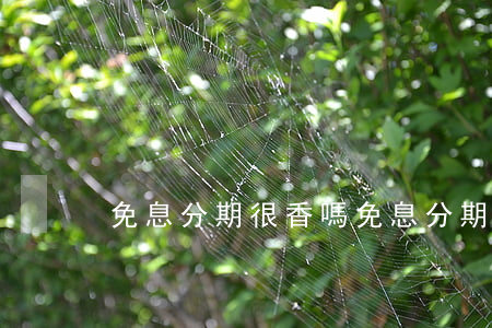 免息分期很香嗎(免息分期是什么意思)