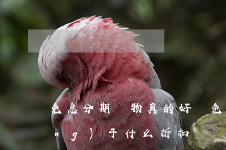 免息分期購物真的好嗎(免息分期相當(dāng)于什么折扣)