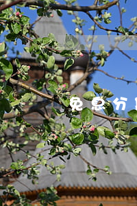 免息分期購車有哪些套路（免息分期k40）