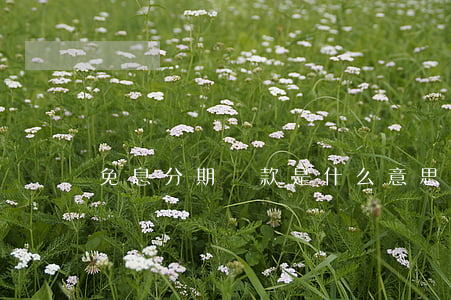 免息分期還款是什么意思（免息分期還款是）