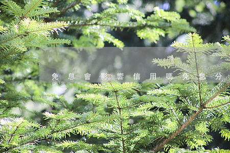 免息會影響信用嗎（免息分期會影響征信）