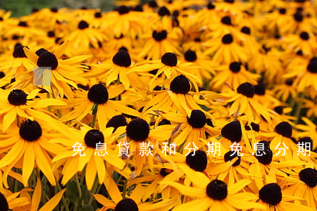 免息貸款和分期(免息分期算貸款嗎)