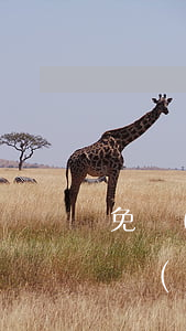 免費(fèi)法律援助有用嗎(法律援助免費(fèi)嗎?)