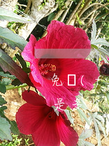免費(fèi)的法律援助號(hào)碼是多少