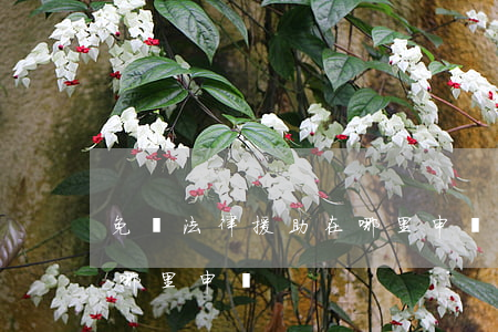 免費法律援助在哪里申請(免費的法律援助在哪里申請)