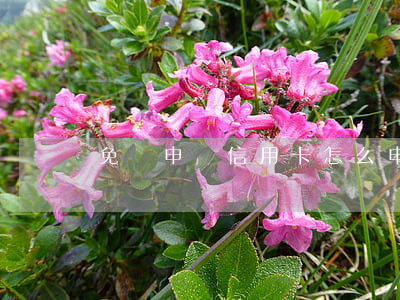 免費申請信用卡(怎么申請大額信用卡)