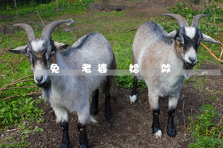 免費老婆離婚無效