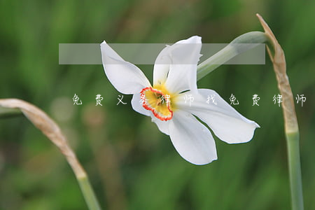 免费义务律师(找免费律师)