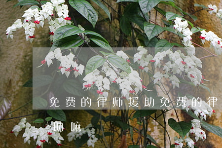 免费的律师援助(免费的律师援助对个人有帮助嘛)