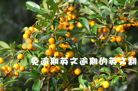 免逾期英文(逾期的英文翻譯)
