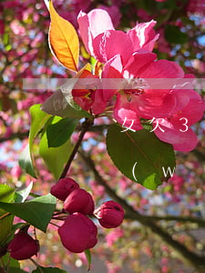 兒女欠30多萬網(wǎng)貸(兒子欠了網(wǎng)貸)