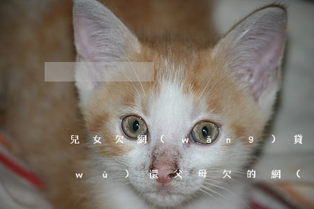 兒女欠網(wǎng)貸父母有沒有義務(wù)還(父母欠的網(wǎng)貸無力償還 子女需要還嗎)