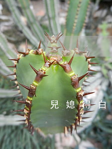兒媳得白血病要離婚(白血病離婚案例)