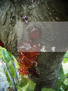 兒媳有權(quán)繼承房產(chǎn)嗎(兒子繼承房產(chǎn)與兒媳有無關(guān)系)