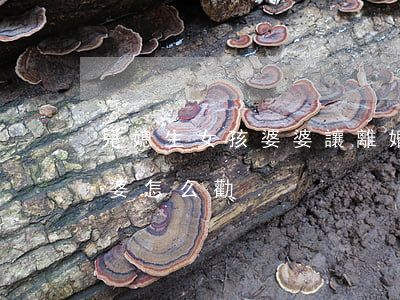 兒媳生女孩婆婆讓離婚(兒媳和兒子鬧離婚婆婆怎么勸)