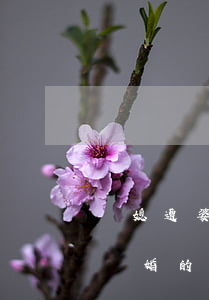兒媳遭婆婆陷害還讓兒子離婚(婆婆挑撥兒子離婚的下場)