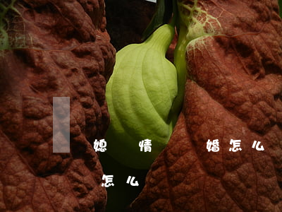 兒媳鬧情緒離婚怎么辦(媳婦和我鬧離婚,我應該怎么辦)