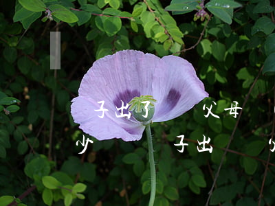 兒子出了車禍父母應(yīng)該得到多少賠償(兒子出車禍父母能得到多少賠償)