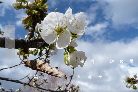 兒子協議離婚有權分父母房產嗎(父母離婚離婚協議書上房子歸屬孩子)