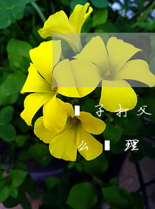 兒子打父親法律如何處理(家里兒子打父親怎么處理)