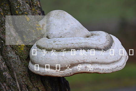 兒子欠下貸款無力償還(兒子貸款還不起會不會牽連父母呢)
