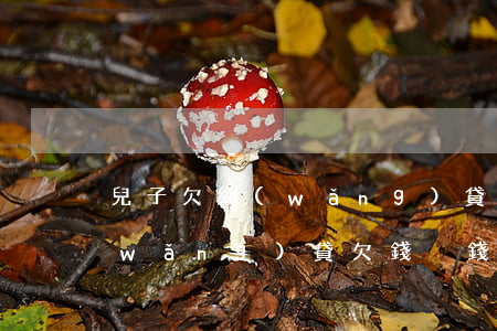 兒子欠網(wǎng)貸沒錢還怎么辦(網(wǎng)貸欠錢沒錢還了怎么辦)