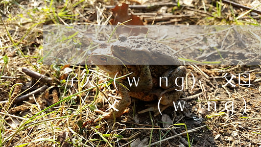 兒子欠網(wǎng)貸父母會(huì)牽連嗎(父親網(wǎng)貸不還會(huì)不會(huì)連累子女)