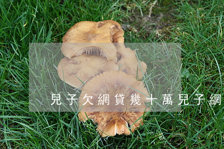 兒子欠網貸幾十萬(兒子網貸欠下巨債咋辦)