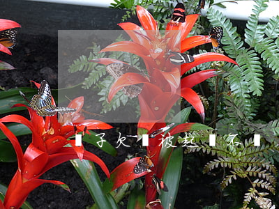 兒子欠錢被起訴不還