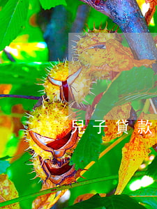 兒子貸款還不起 兒子貸款還不起父母要還嗎