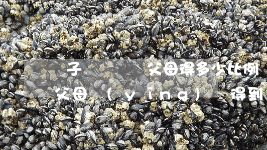 兒子車禍賠償父母得多少比例(兒子出了車禍父母應(yīng)該得到多少賠償)
