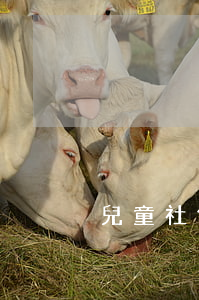 兒童社保一年交多少錢