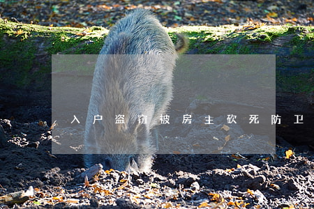入户盗窃被房主砍死 防卫过当怎么判断？