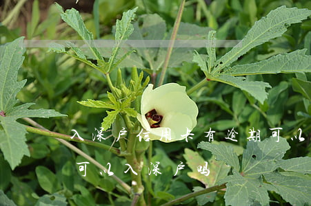 入深户信用卡有逾期可以吗?（信用卡三次逾期可以入深户吗）