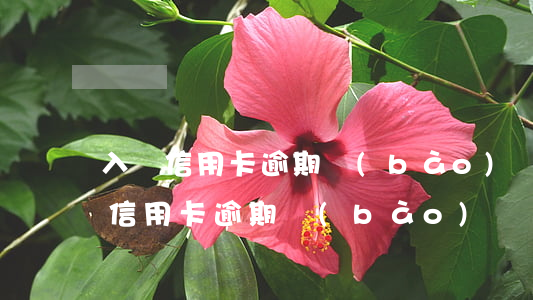 入職信用卡逾期報(bào)備怎么寫（入職信用卡逾期報(bào)備）