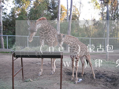 內(nèi)蒙古包頭擅長(zhǎng)債務(wù)律師免費(fèi)咨詢-包頭債務(wù)糾紛律師