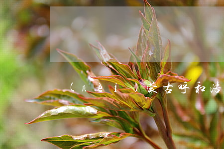 內(nèi)蒙古呼和浩特律師事務所