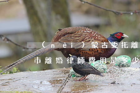 內(nèi)蒙古委托離婚律師怎么收費(呼市離婚律師費用是多少)