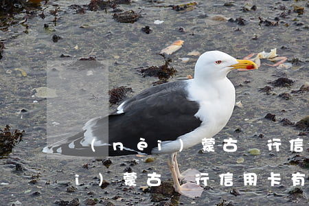 內(nèi)蒙古銀行信用卡利息(內(nèi)蒙古銀行信用卡有寬限期嗎)